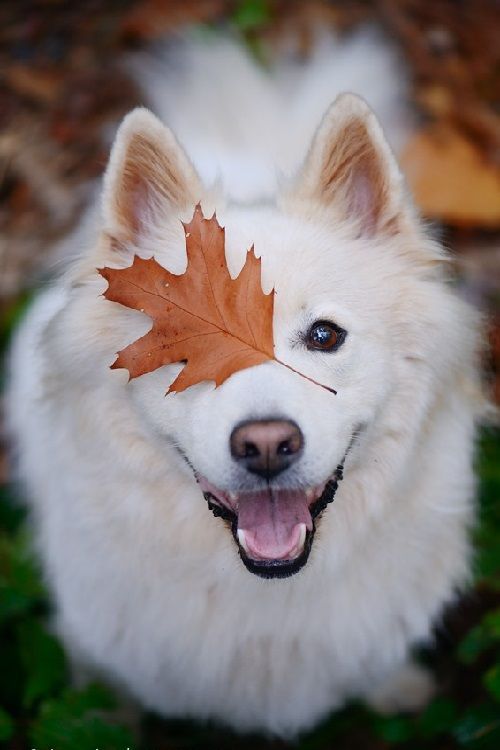 BEST OF CARE LLC